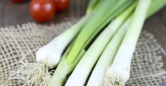 فوائد البصل الأخضر …إضافة رائعة لمائدة الشتاء Young-onion-1091313_1280-540x280